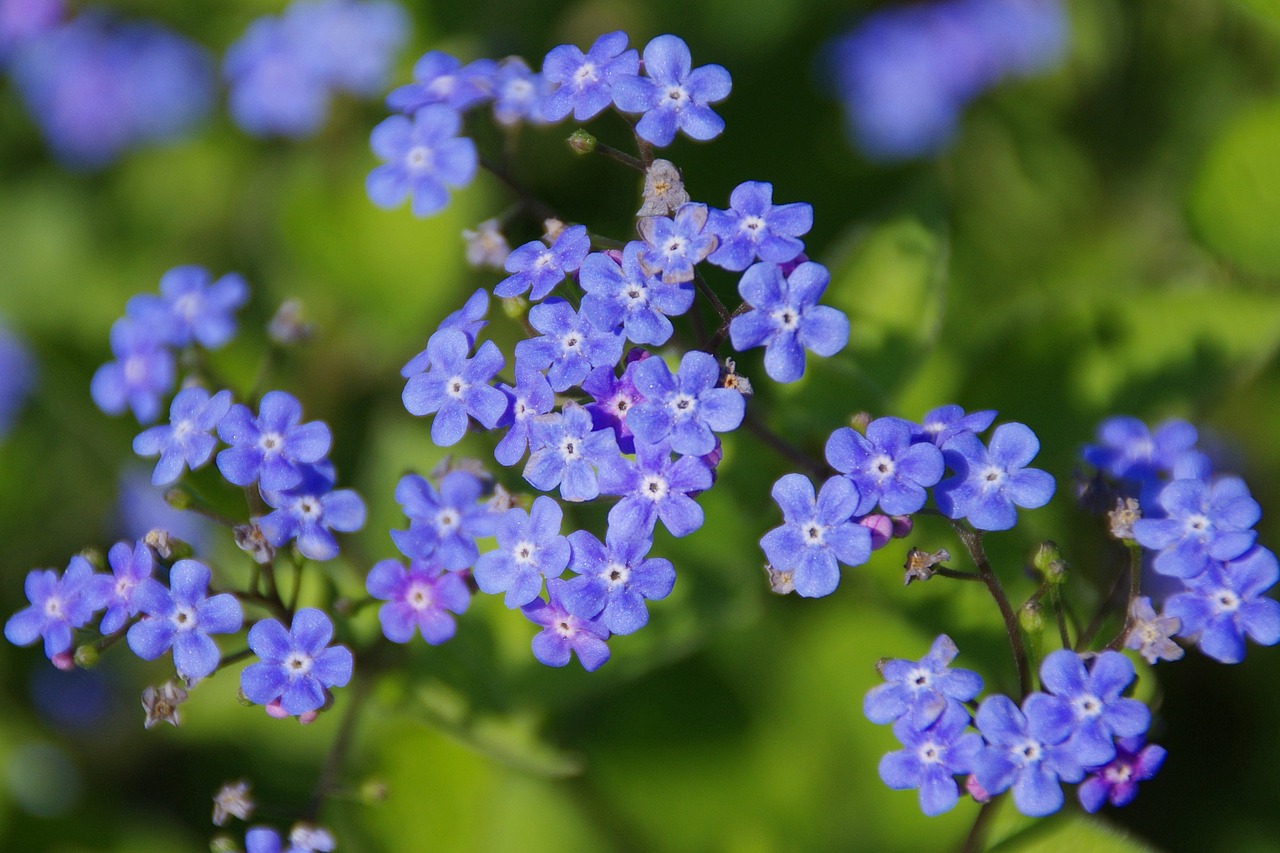 Image - flower blossom bloom blue close