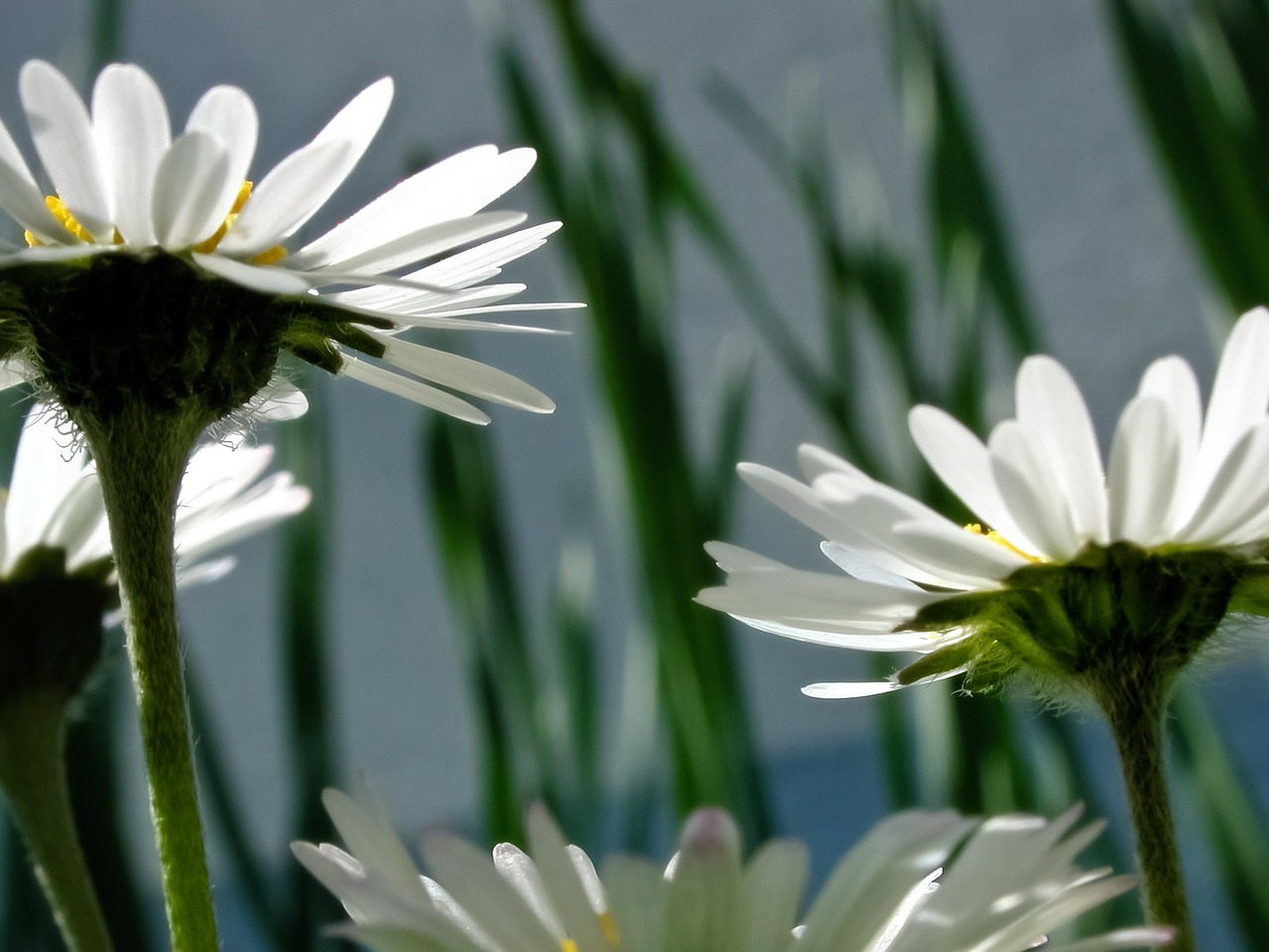 Image - flowers flora daisy blossom bloom