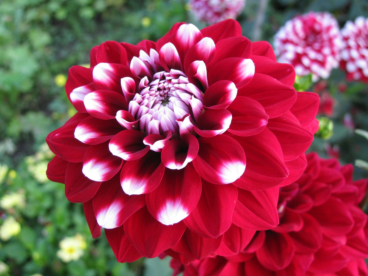 Image - dahlia red autumn garden nature