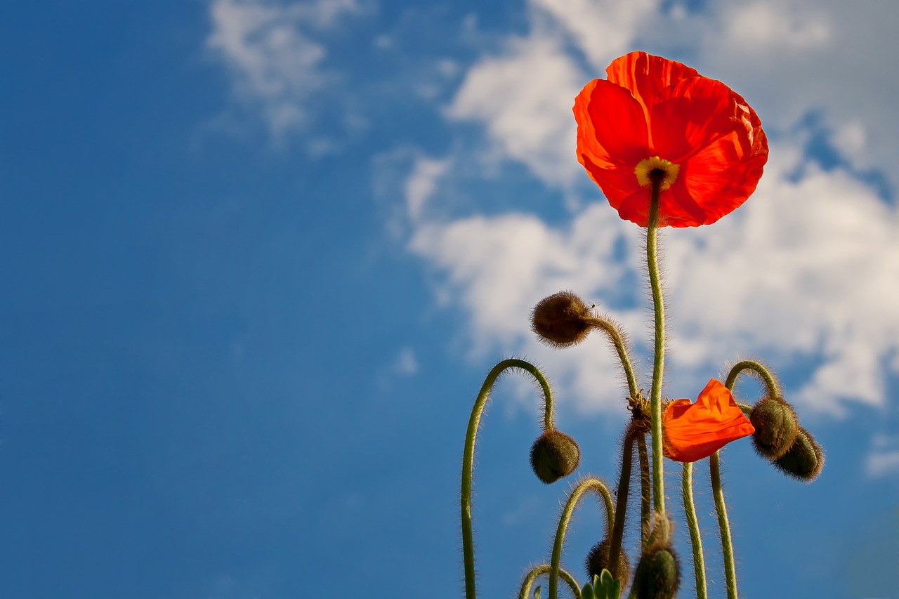 Image - poppy sky blue nature flower