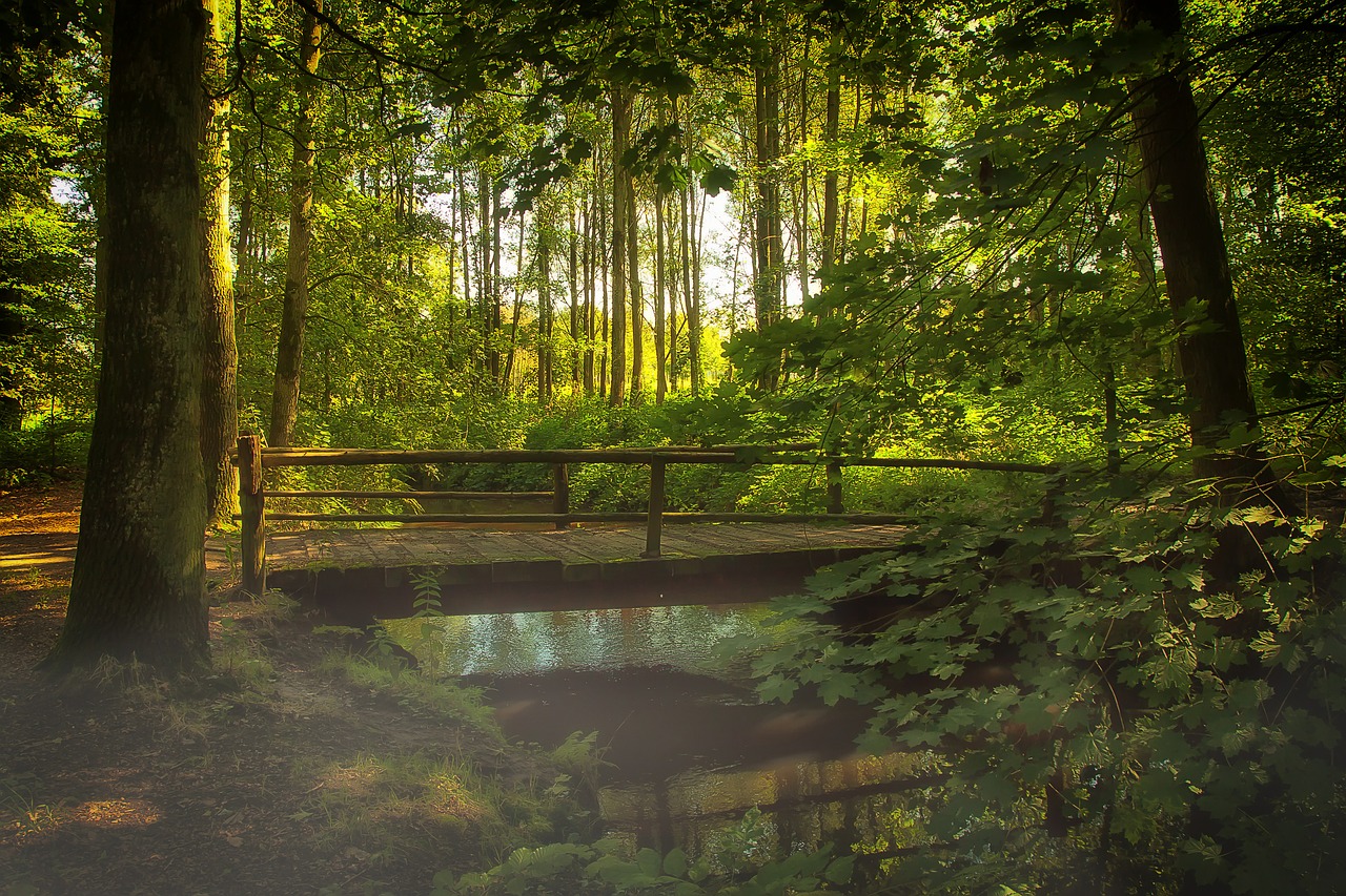 Image - bridge forest fog nature bach