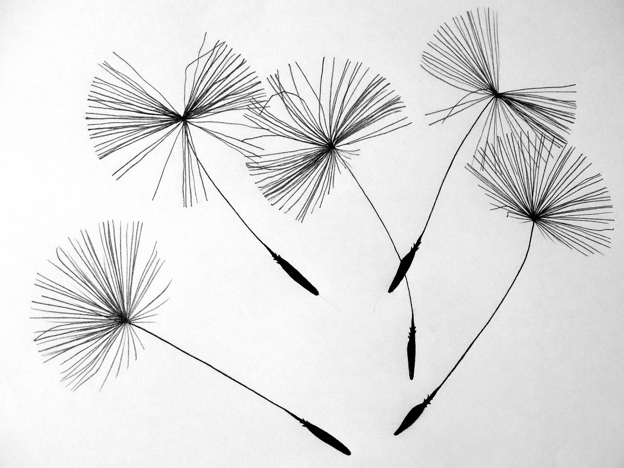 Image - seeds dandelion flower