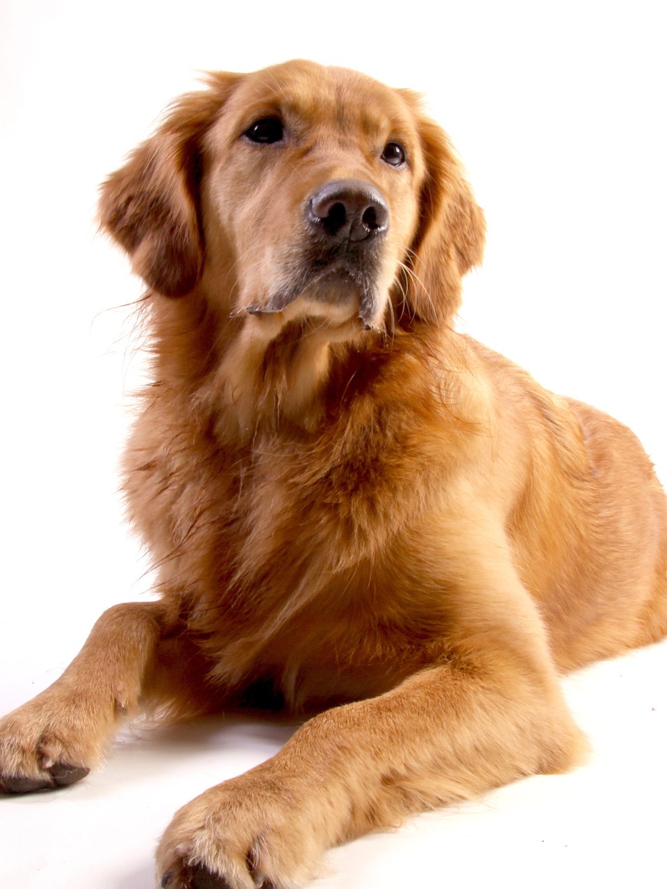 Image - golden retriever dog animal goldie