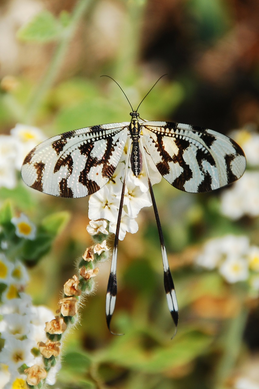 Image - butterfly insect black white