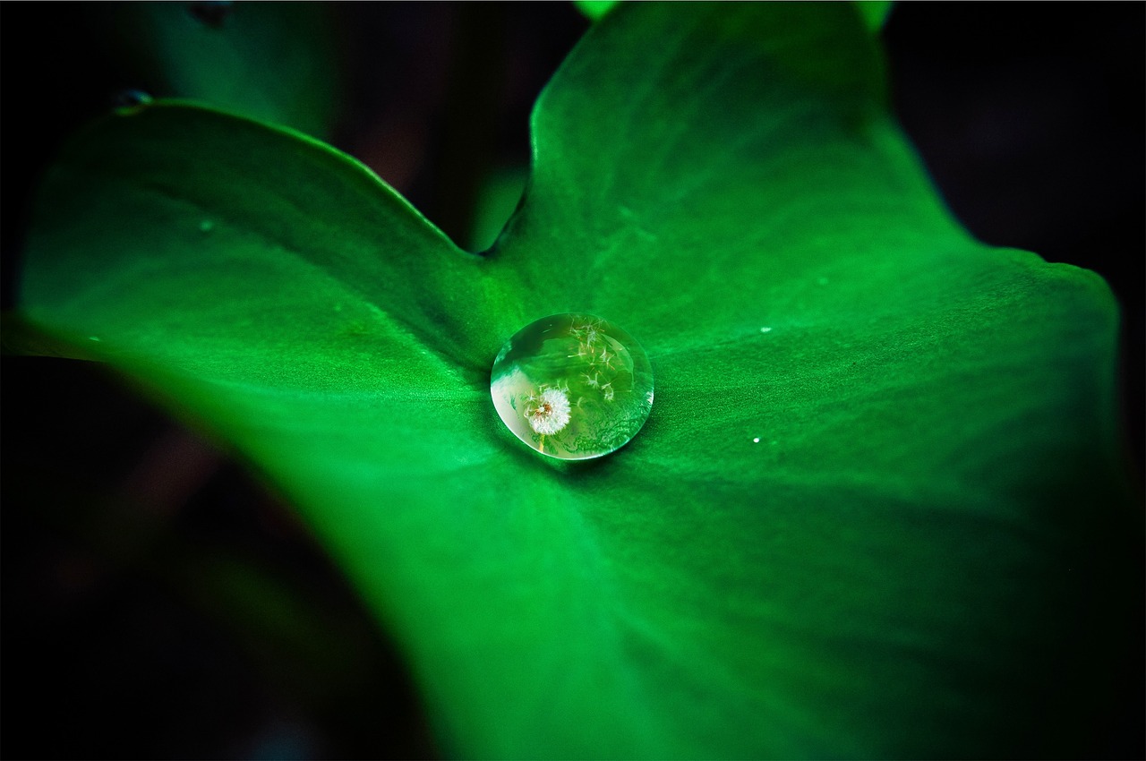 Image - leaf droplet rolling off fresh