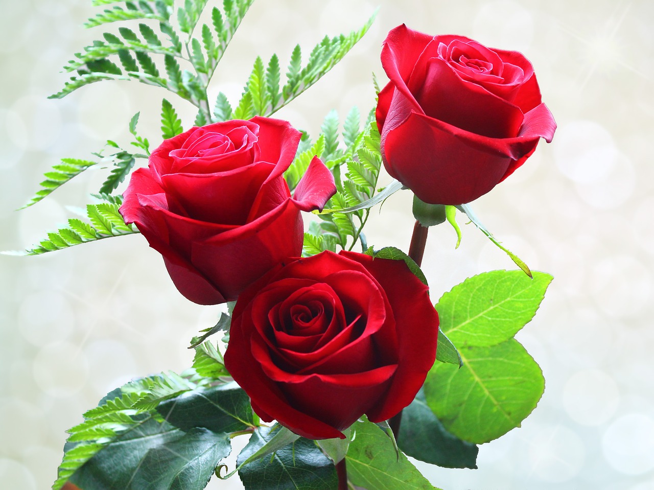 Image - roses flowers rou red