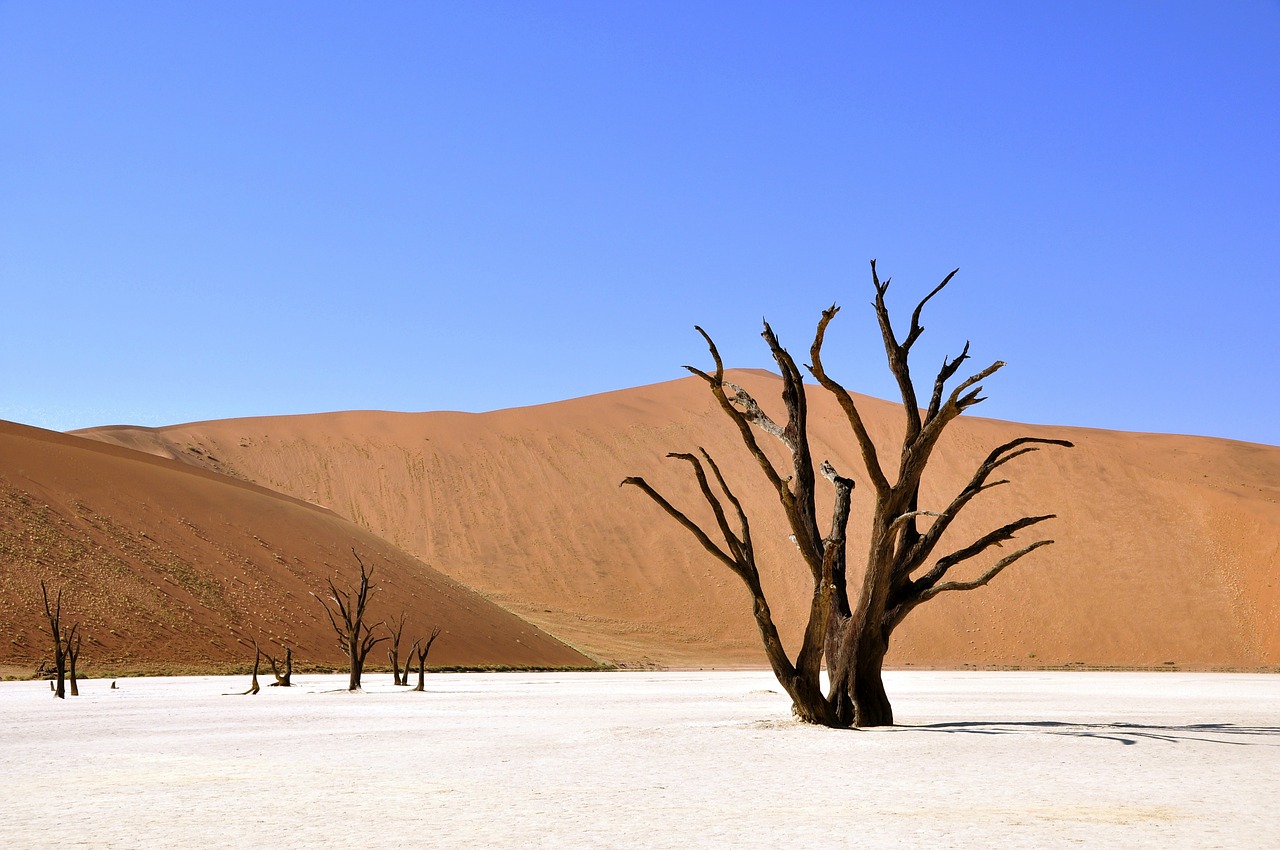 Image - tree desert namibia dead vlei