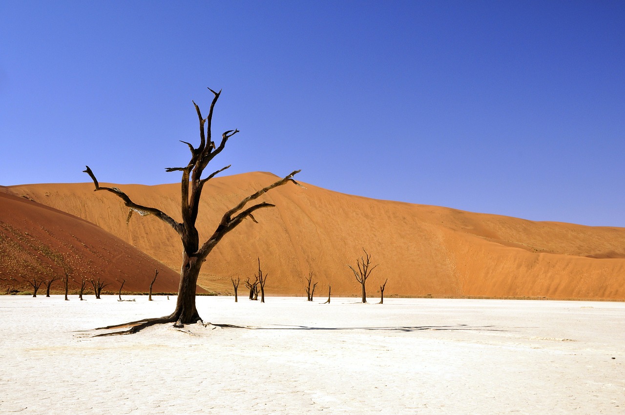 Image - tree desert namibia dead vlei