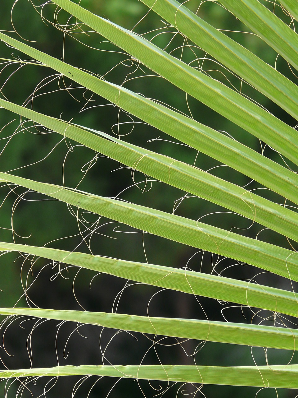 Image - james palm fronds washington palm