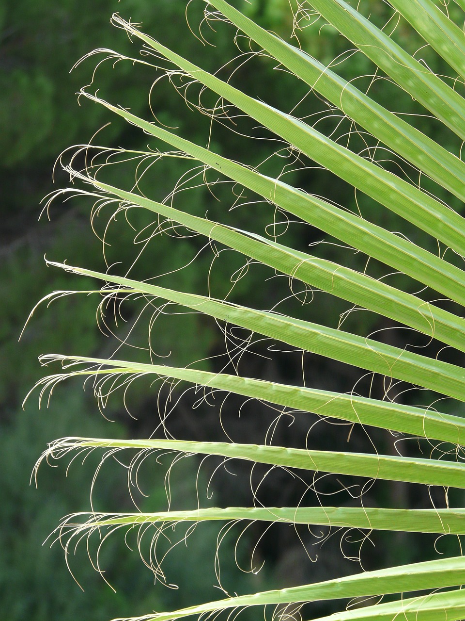Image - james palm fronds washington palm