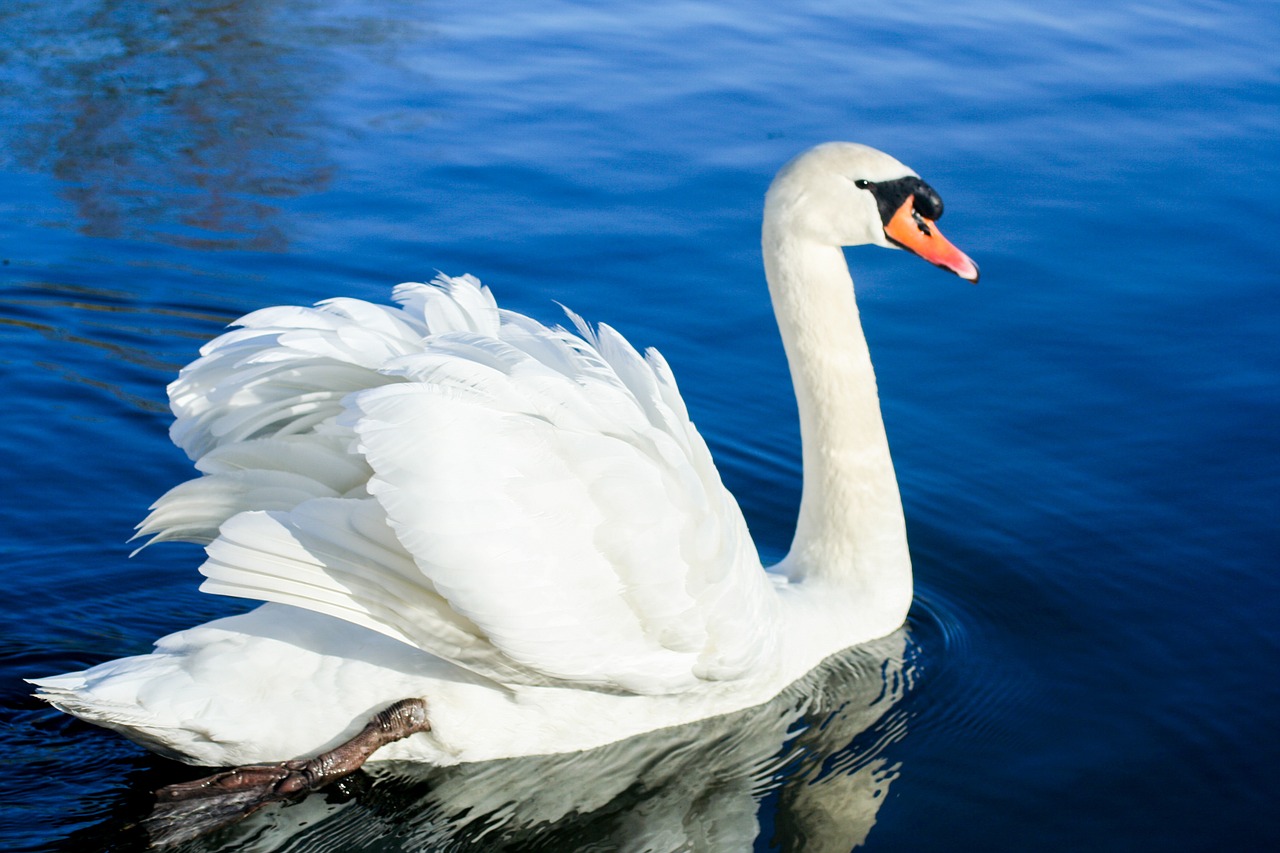 Image - swan bird water pond swim
