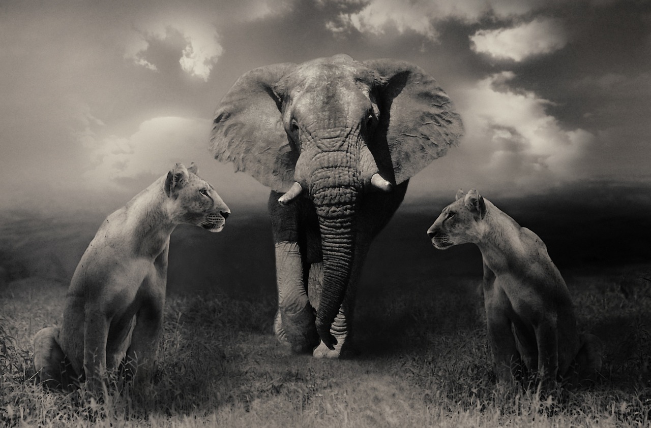 Image - lionesses lion elephant big cats