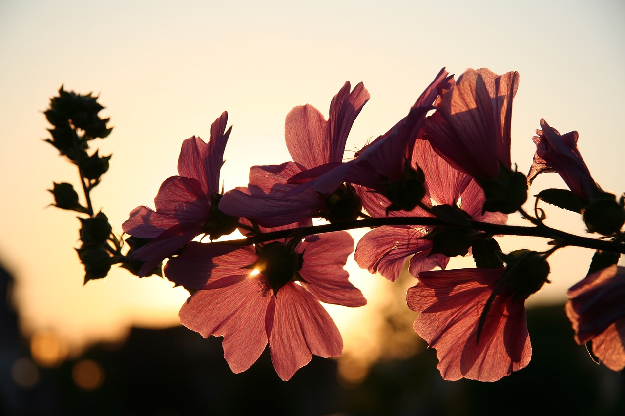 Image - flower sun spring