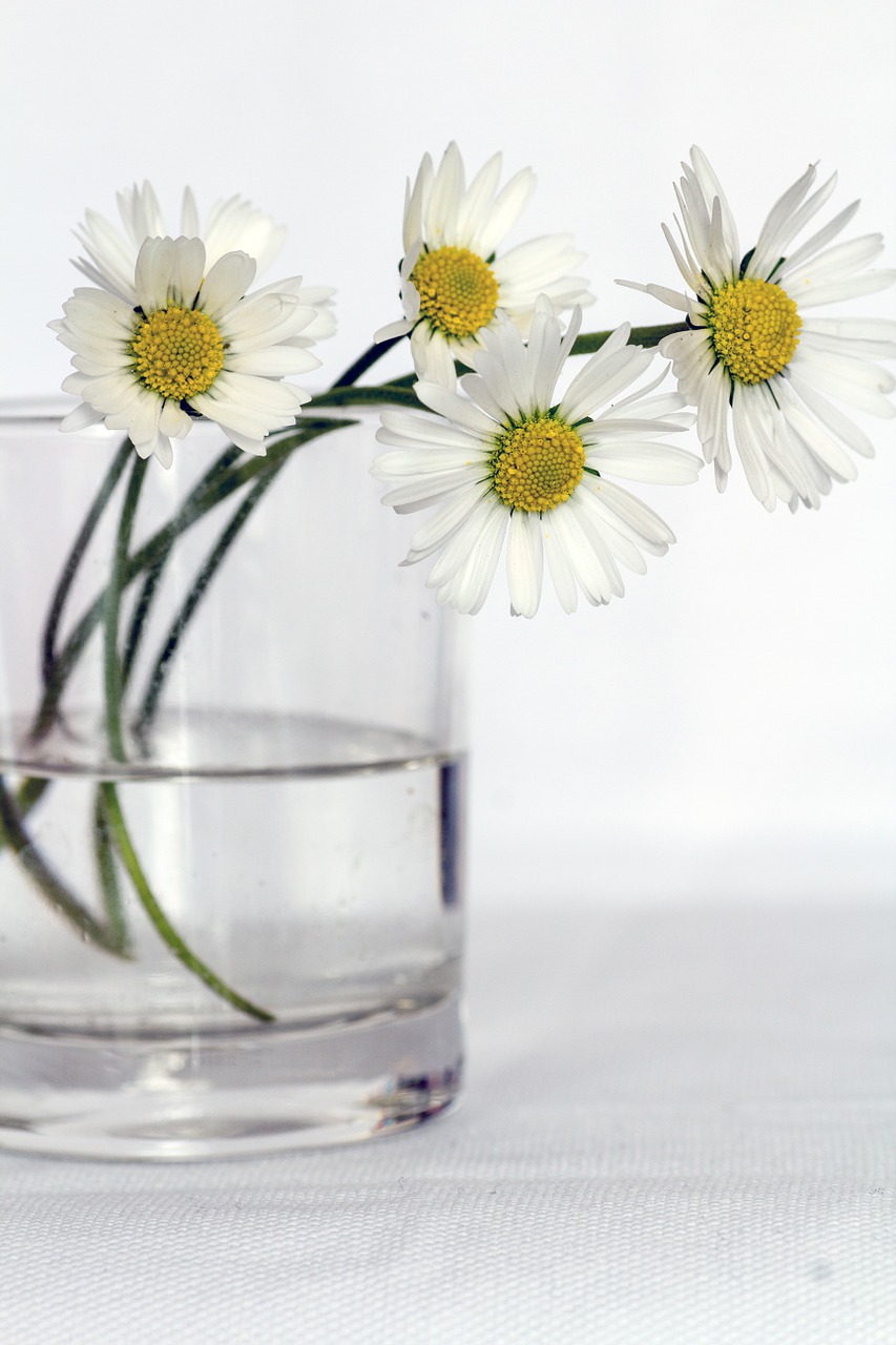 Image - flowers still life daisy