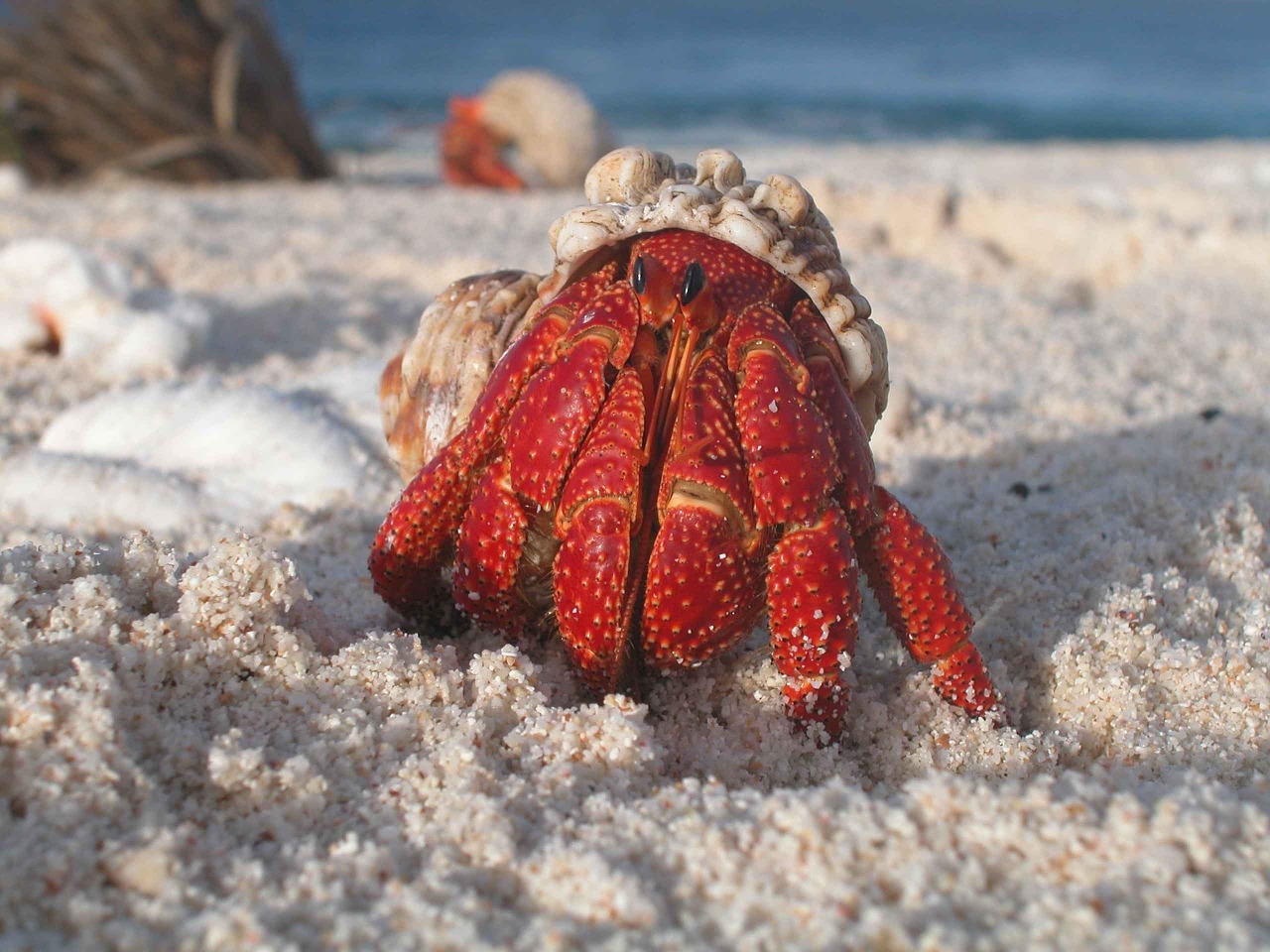 Image - crab hermit macro sand beach