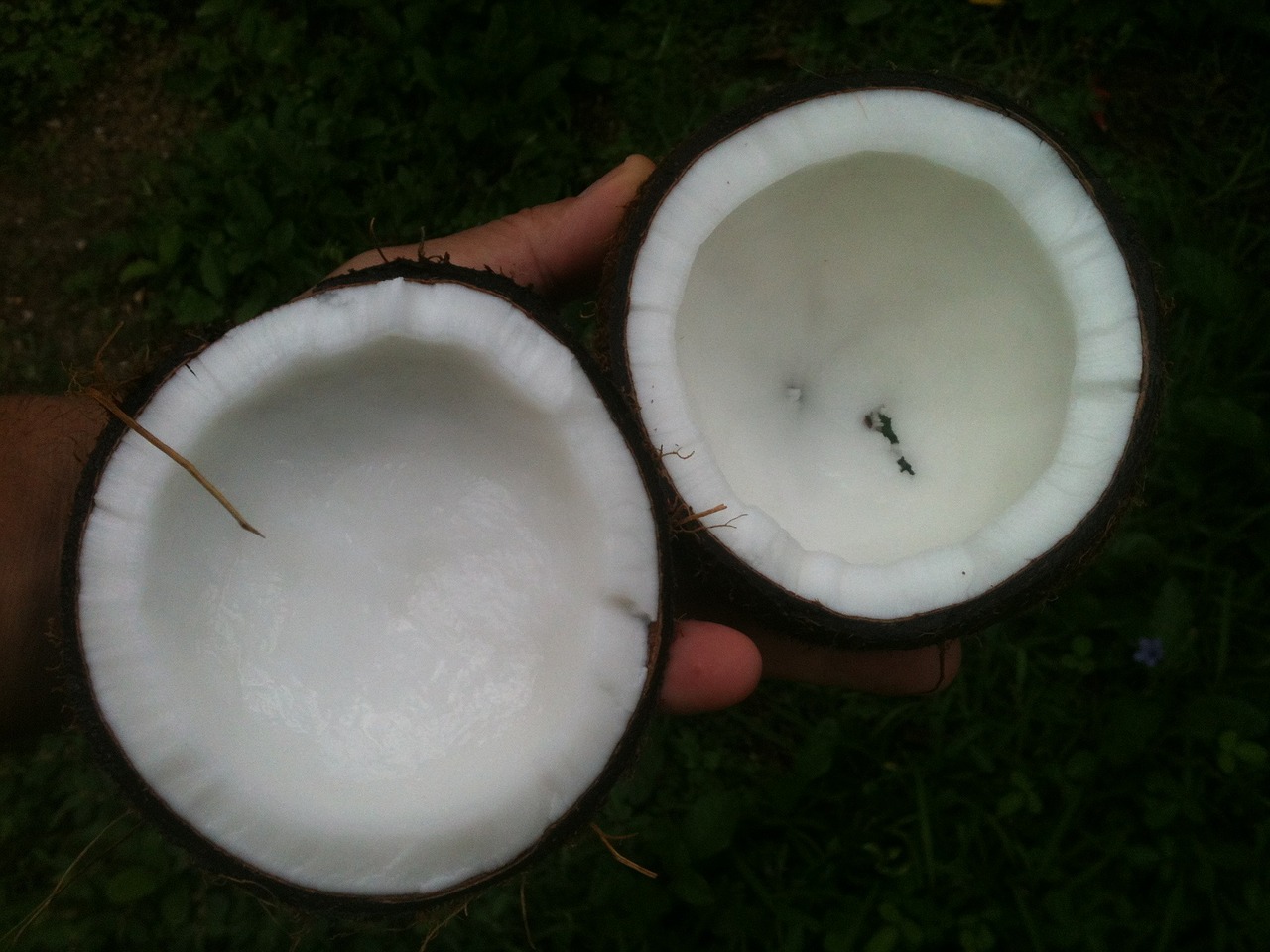 Image - coconut oil white palm