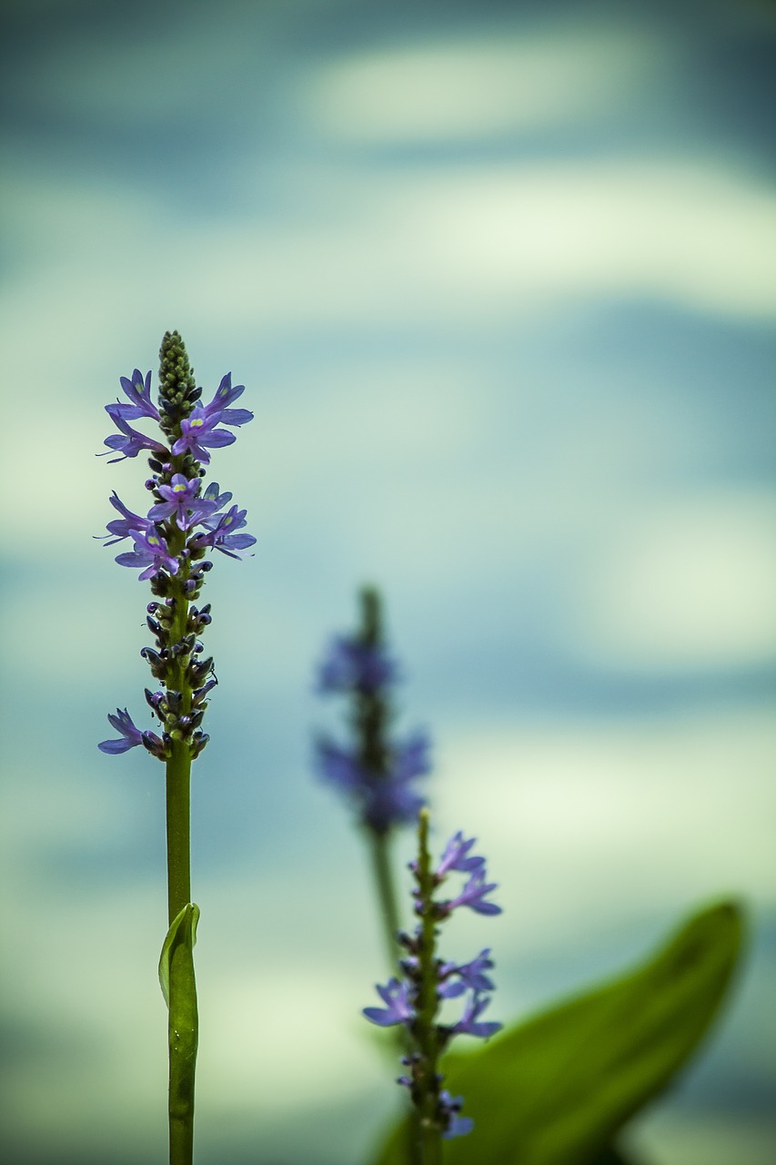 Image - water flower purple blue aqua