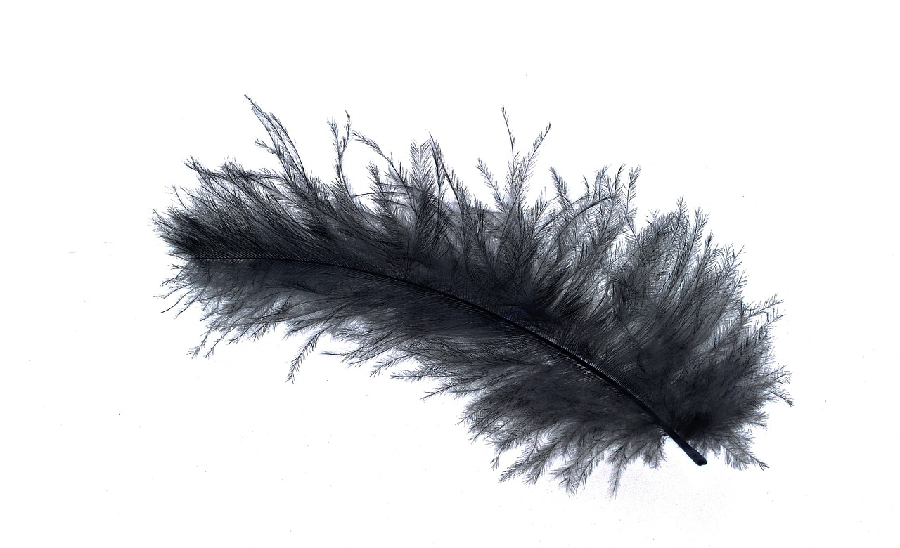 Image - feather down feather bird feather