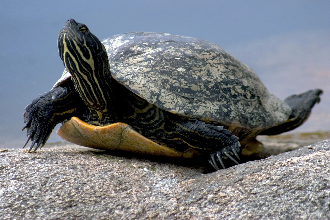 Image - water turtle reptile nature