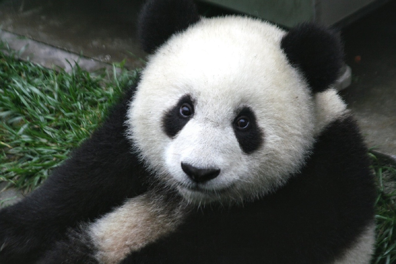 Image - panda cub wildlife zoo cute china