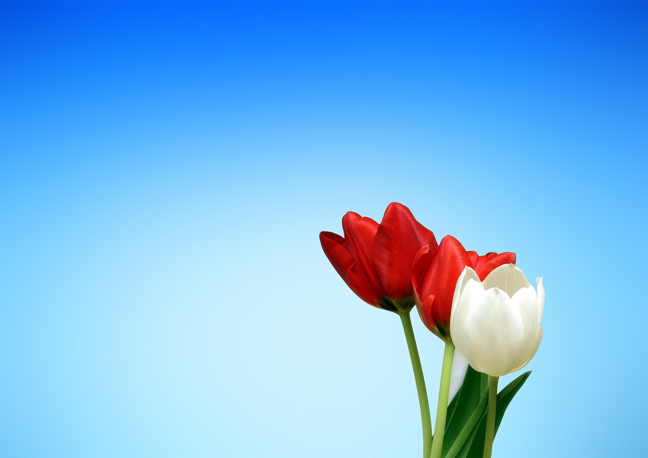 Image - tulips red white spring aesthetics