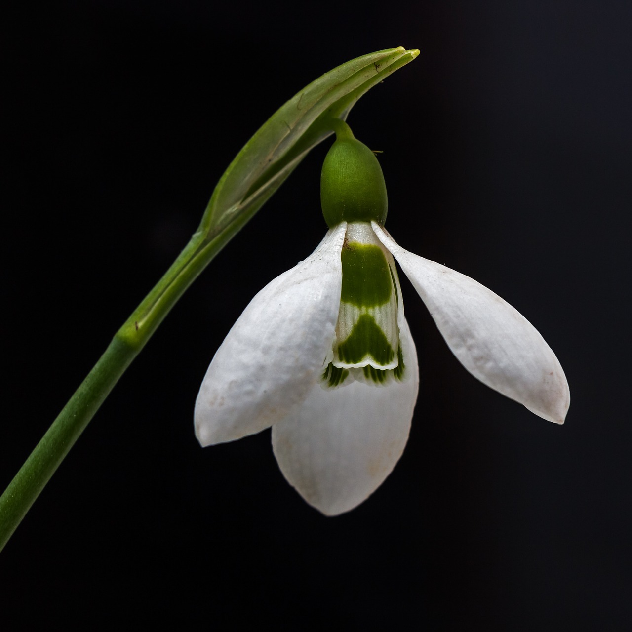 Image - snowdrop flower nature plant macro