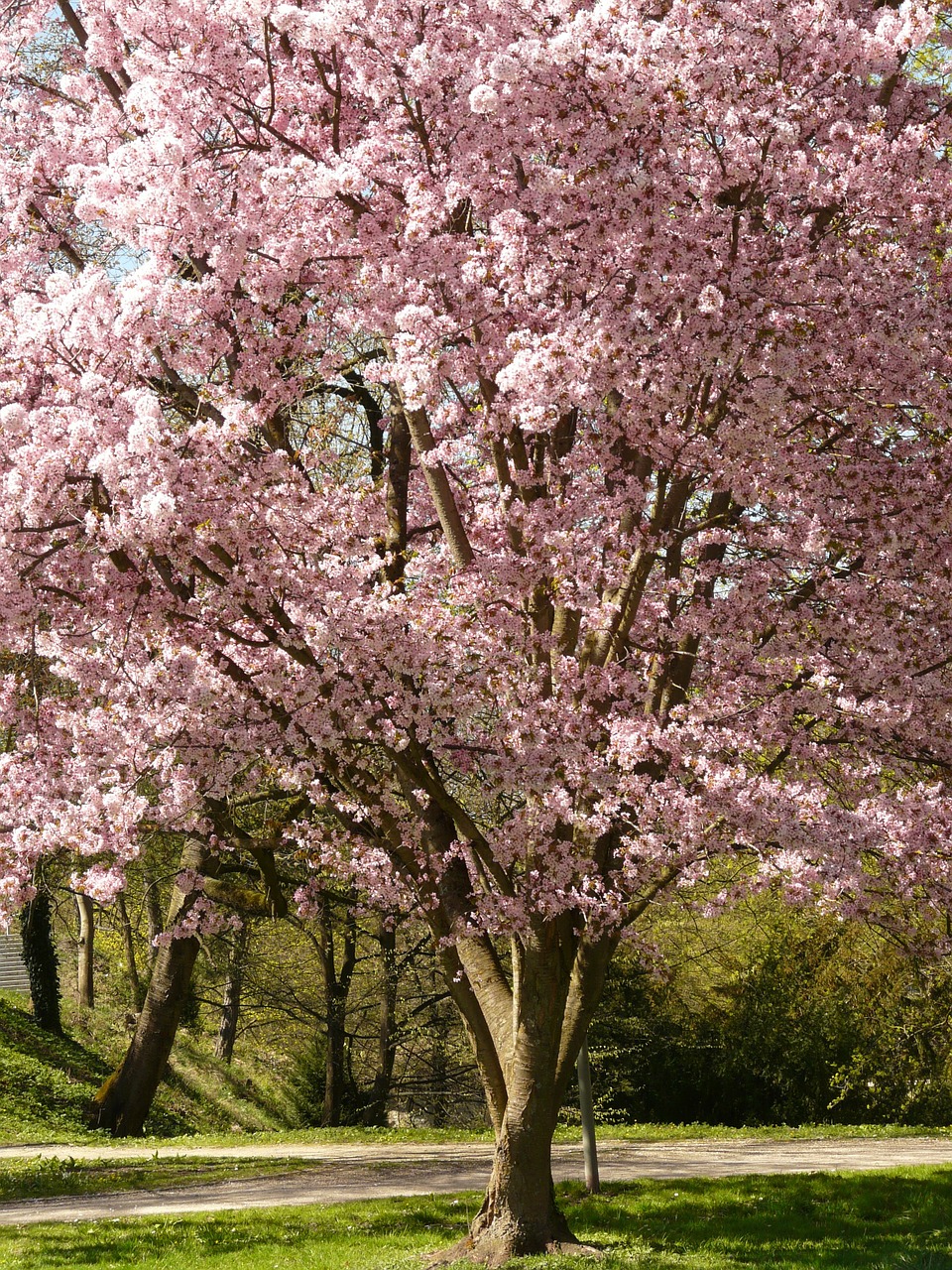 Image - cherry blossom blossom bloom tree