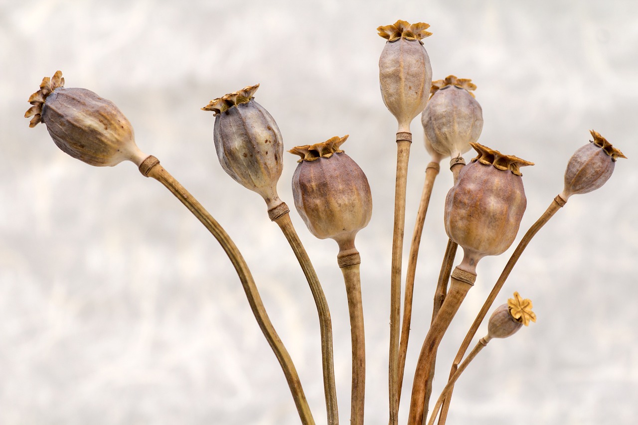 Image - poppy poppy capsules dry