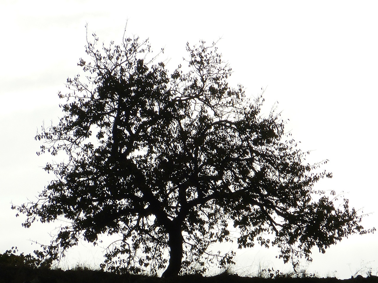 Image - tree silhouette black and white