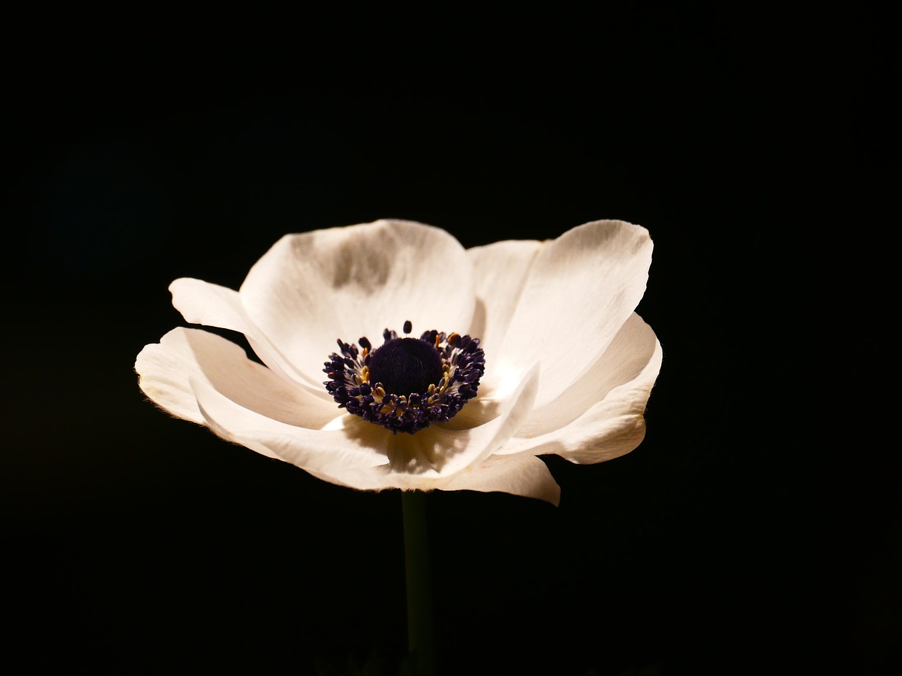 Image - anemone blossom bloom crown anemone