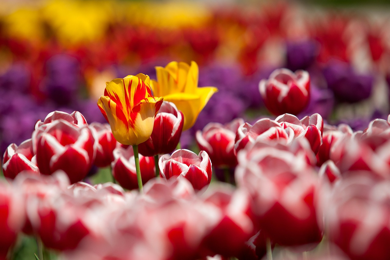 Image - tulips flowers plant red garden