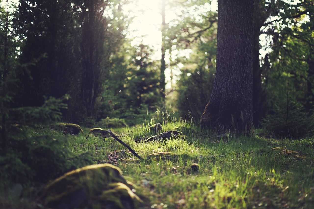 Image - forest trees light dust clearing