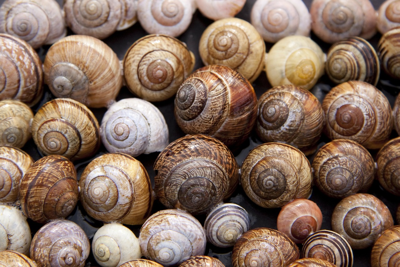 Image - snail shells arianta arbustorum