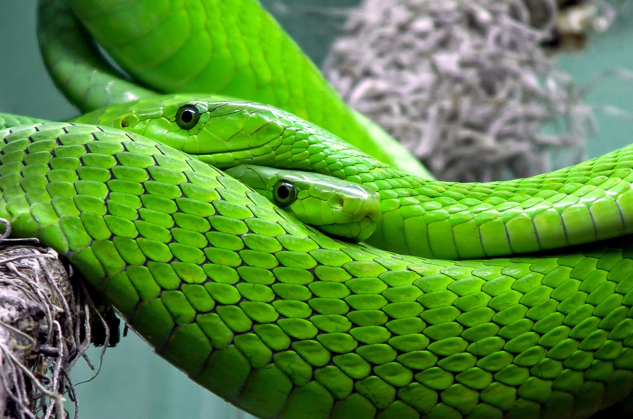 Image - snake mamba green mamba toxic