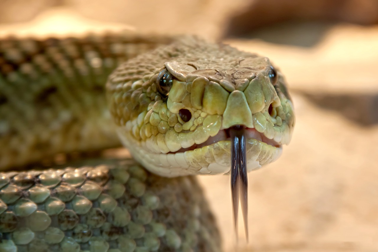 Image - rattlesnake toxic snake dangerous