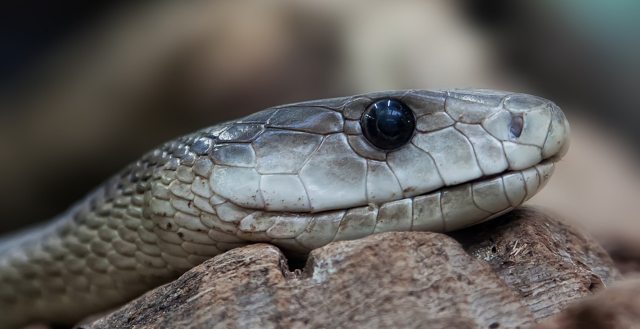 Image - snake toxic dangerous terrarium