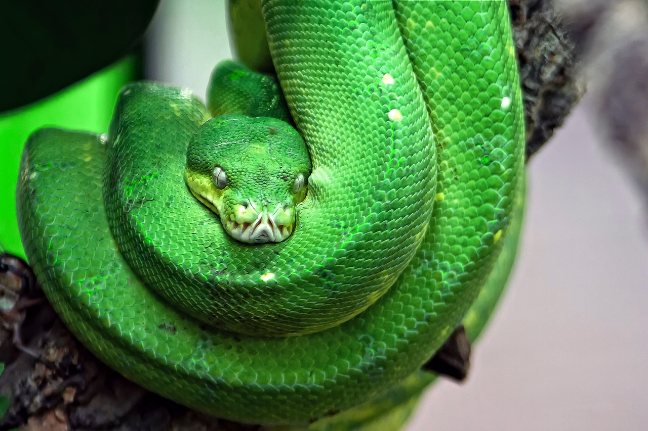 Image - snake toxic green tree snake