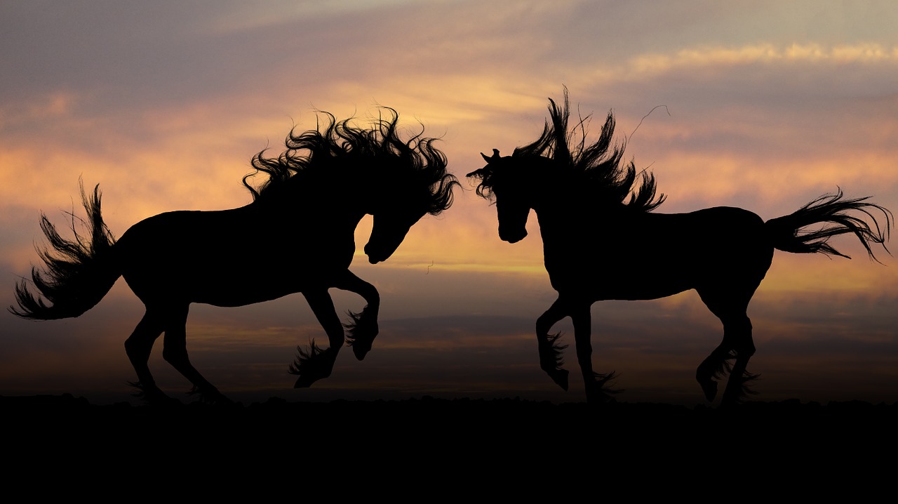 Image - horses sunset photoshop graphics