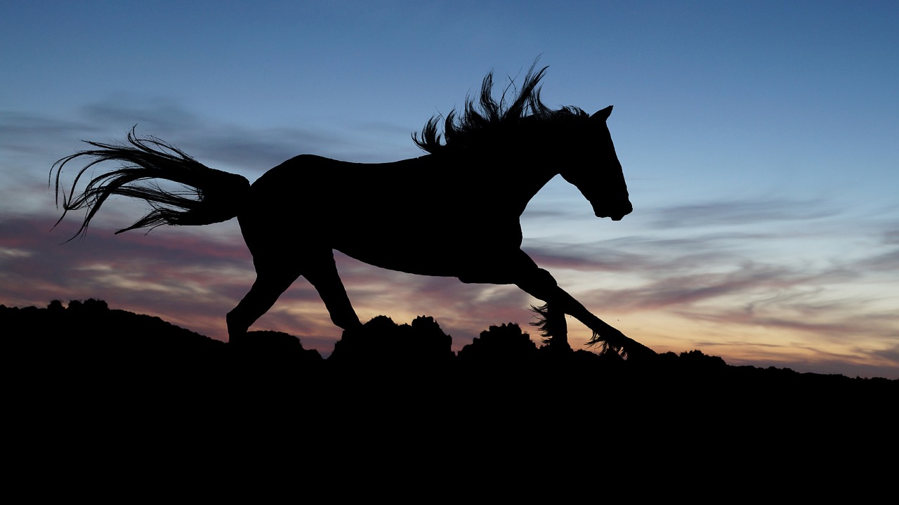 Image - horse gallop sunset shadow