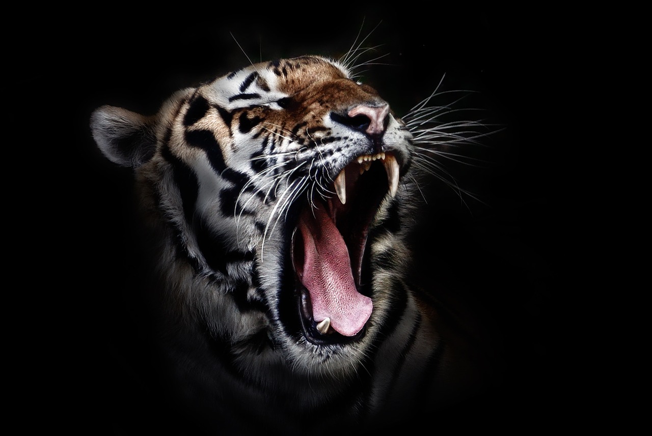 Image - tiger head wildlife animal wild