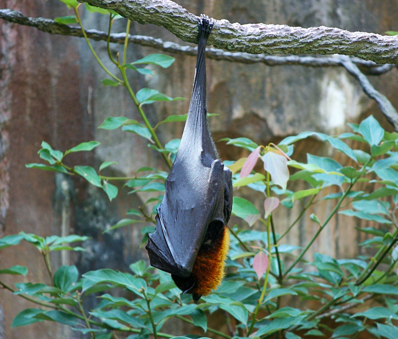 Image - bats fruit bat giant bat