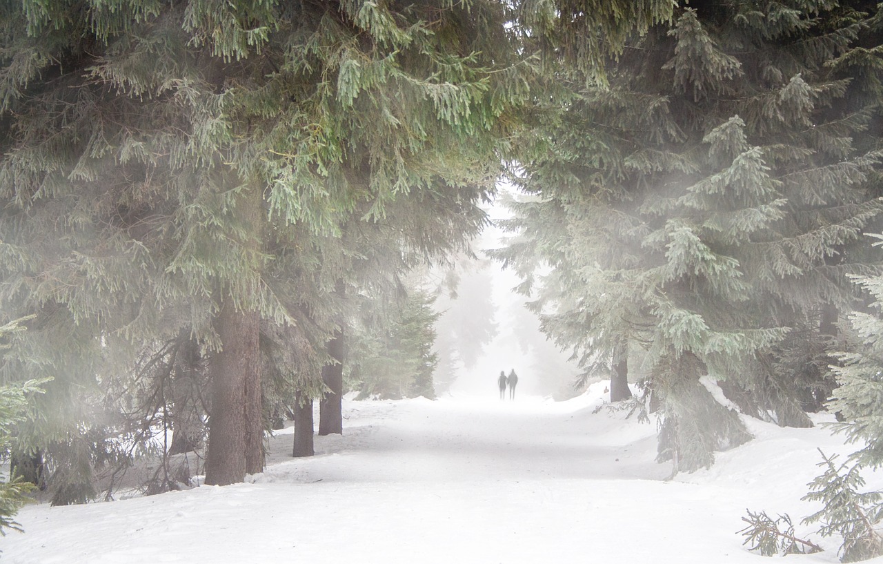 Image - forest human fog winter hiking