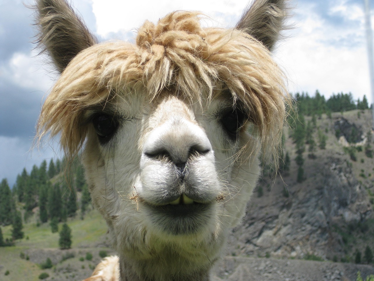 Image - alpaca animal lama head