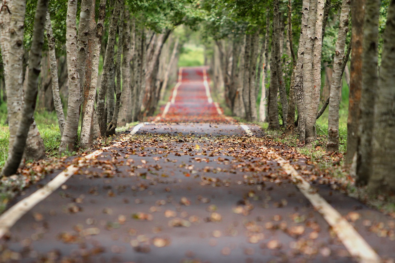 Image - woodland road falling leaf natural