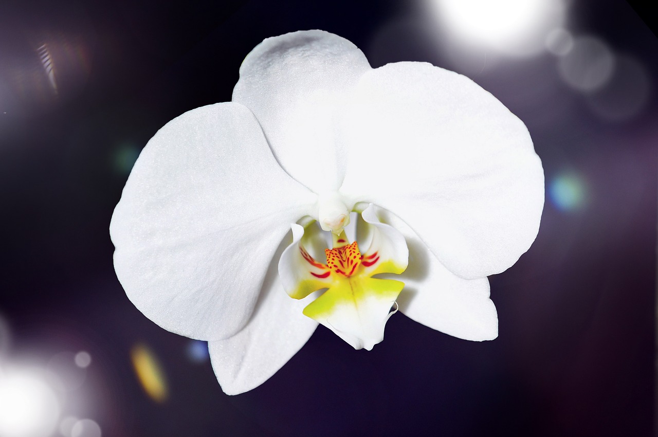 Image - orchid flower blossom bloom white