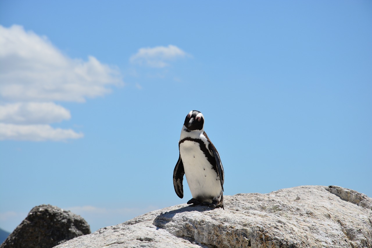 Image - penguin beach south africa water