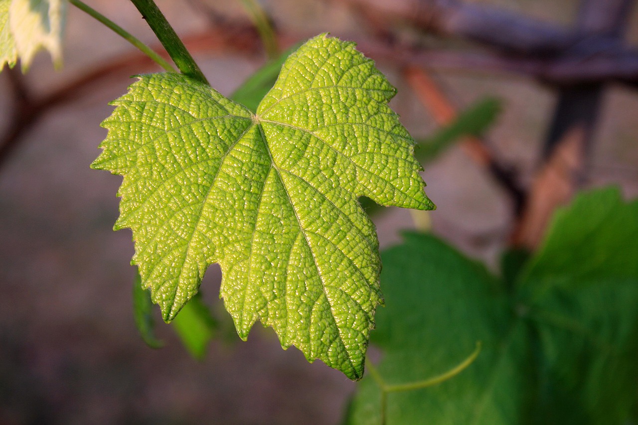 Image - vine leaf young green leaf vine