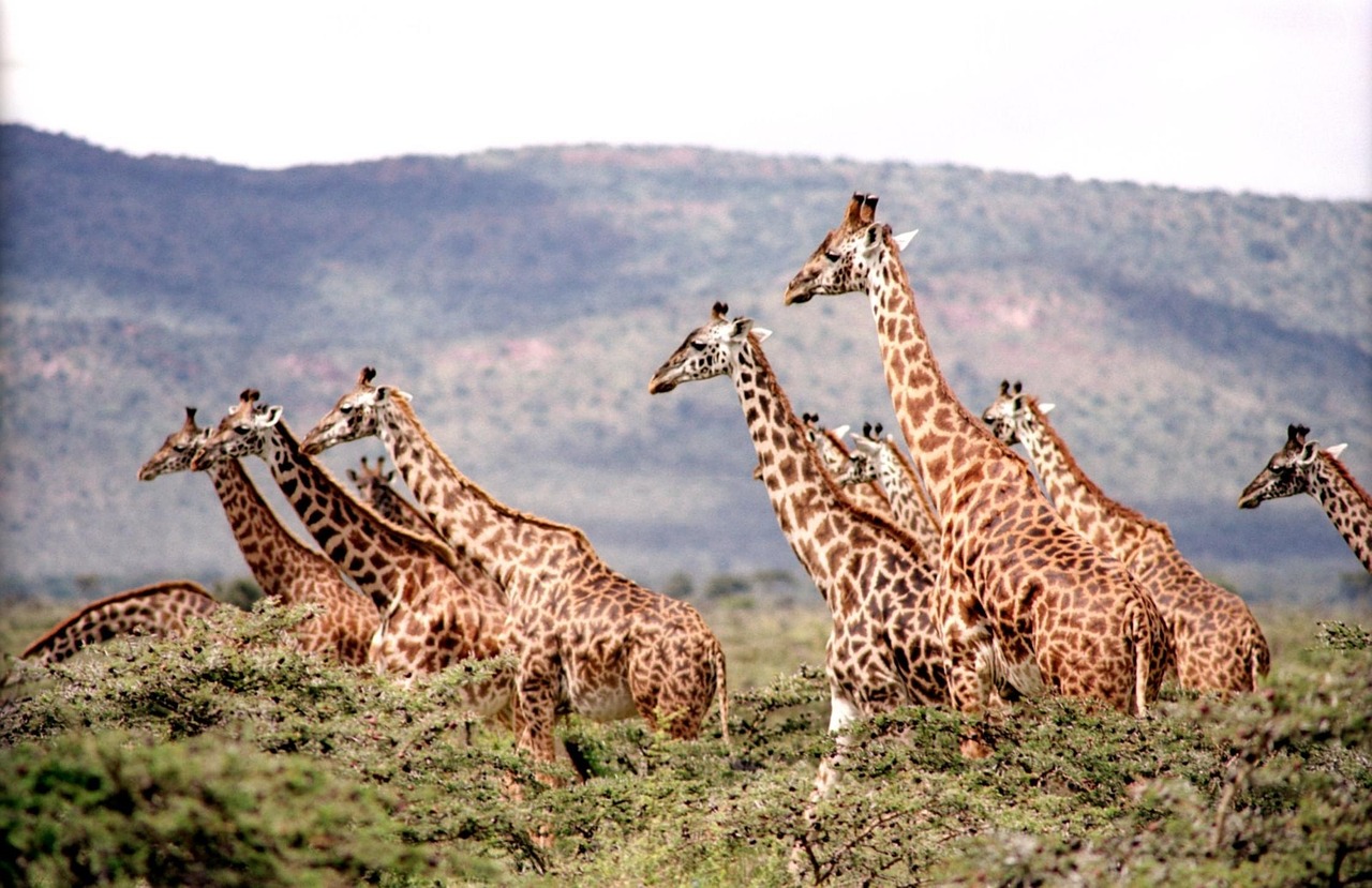 Image - giraffe wild wildlife nature