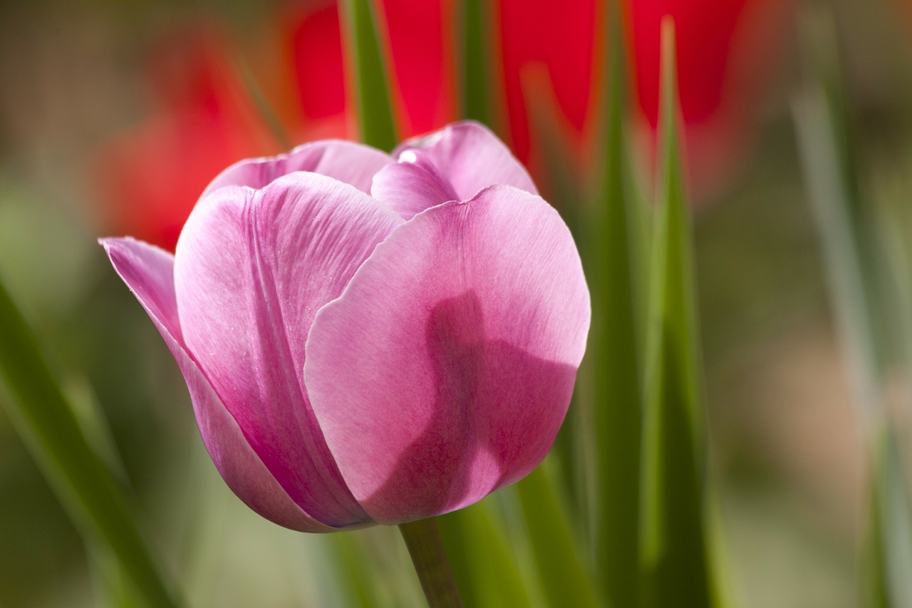 Image - tulip lily spring nature flowers