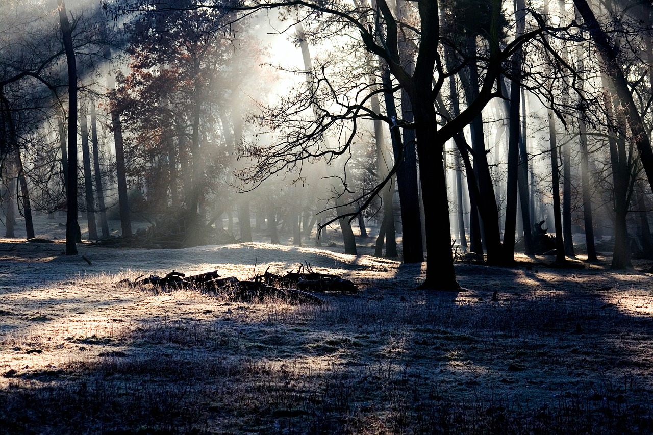 Image - forest light mood light beam